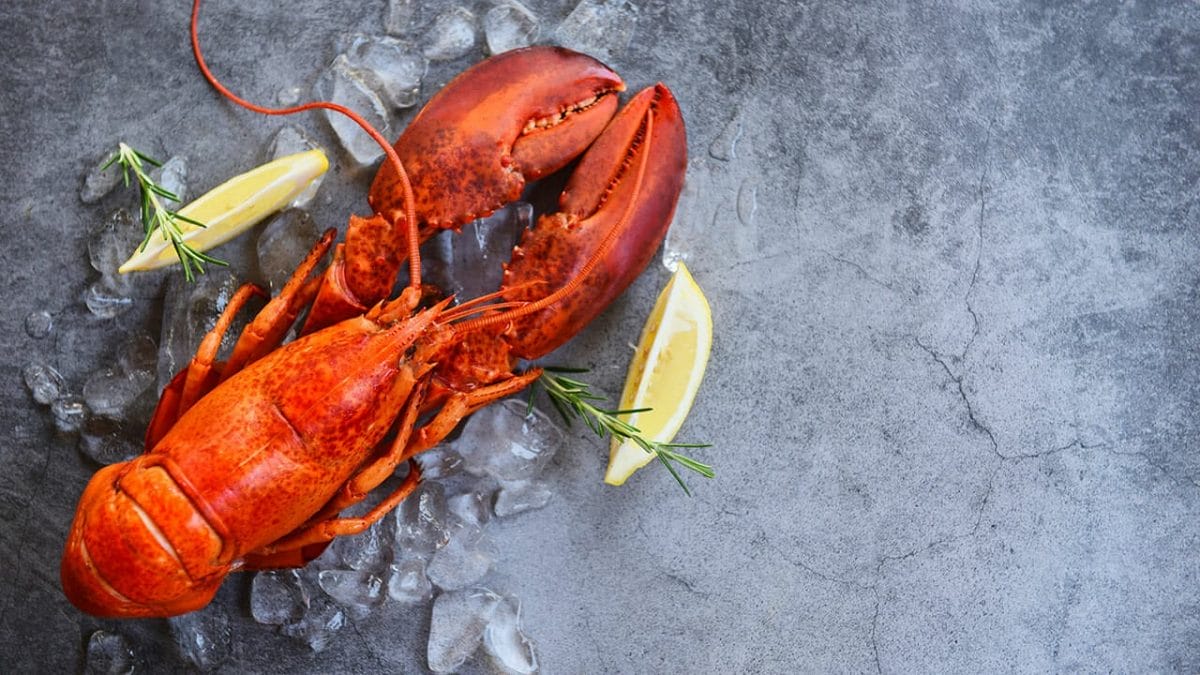 lobster ss1653203380